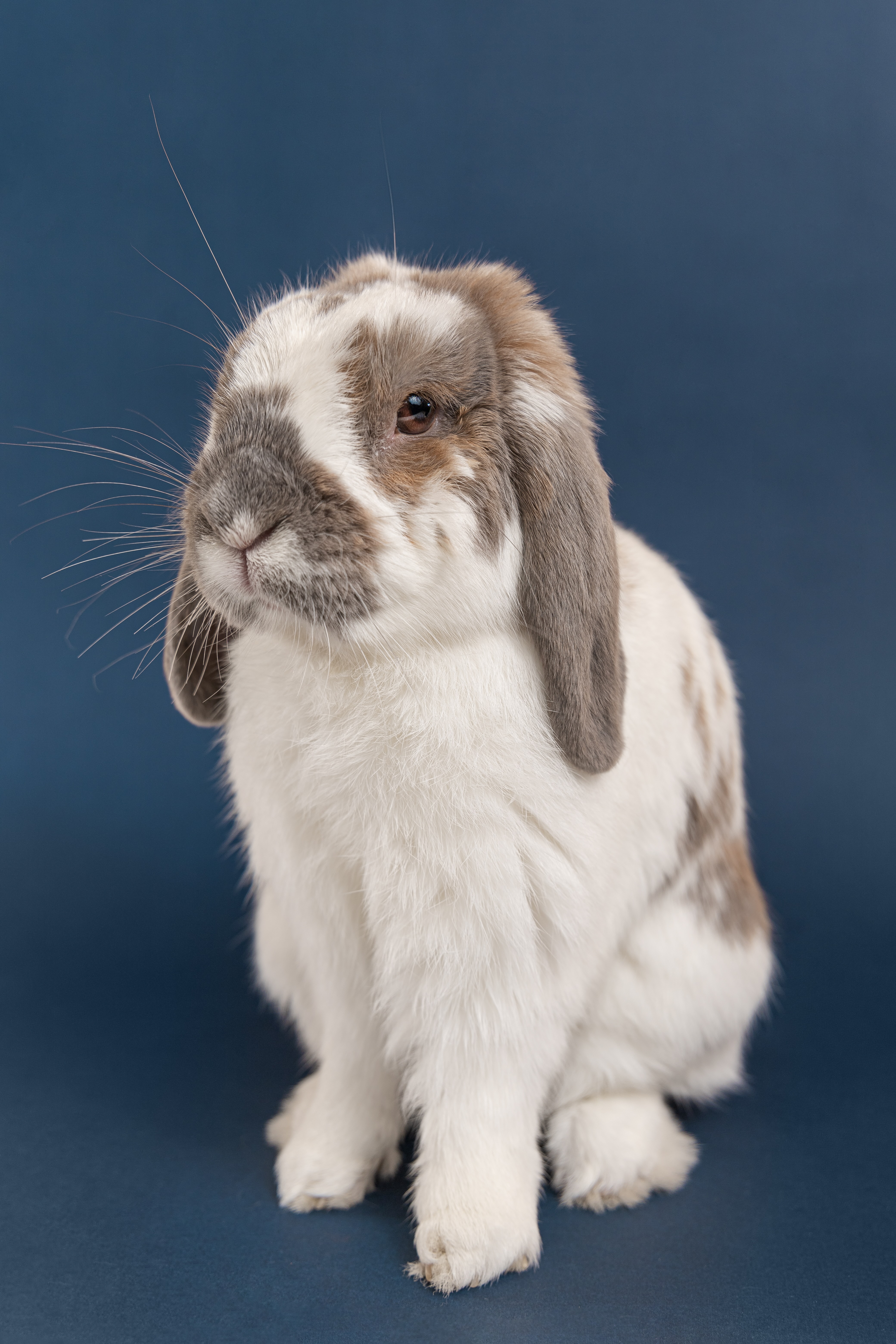 Cuco & Azul - Fotografía profesional